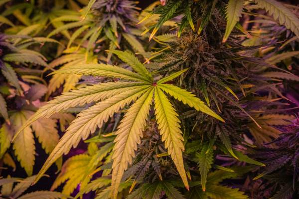 Cannabis Category For Guest Post Submission Sites