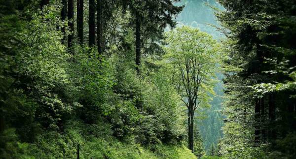 Write For Us Environment Blogs And Articles Accepting